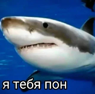 🦈 emoji Больше стиков тут: @stikery4 Telegram sticker 3 of 81