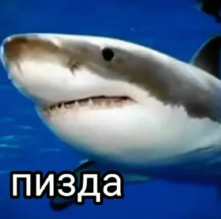 🦈 emoji Больше стиков тут: @stikery4 Telegram sticker 5 of 81