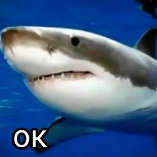🦈 emoji Больше стиков тут: @stikery4 Telegram sticker 2 of 81