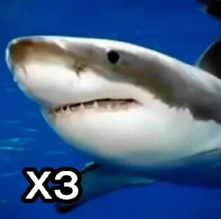🦈 emoji Больше стиков тут: @stikery4 Telegram sticker 21 of 81