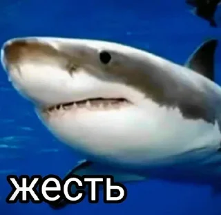 🦈 emoji Больше стиков тут: @stikery4 Telegram sticker 13 of 81