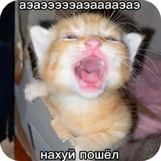 🐱 emoji Котята ➡️ @Ctikerubot Telegram sticker 19 of 120