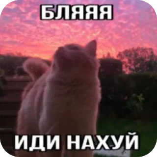 😺 emoji Котята ➡️ @Ctikerubot Telegram sticker 9 of 120