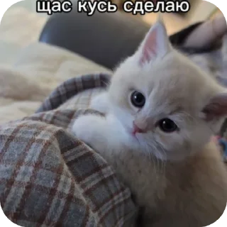 🐱 emoji Котята ➡️ @Ctikerubot Telegram sticker 18 of 120