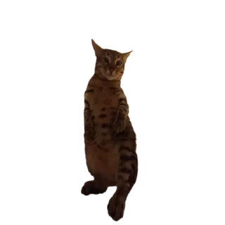 🐱 emoji лева Telegram sticker 4 of 15