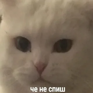 😴 emoji Спизженные стикеры от @Andreiwars Telegram sticker 19 of 103