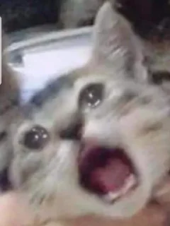 😭 emoji Sadcat Telegram sticker 6 of 16