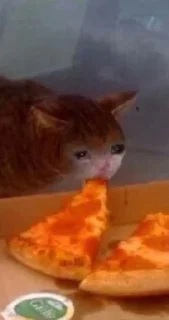 😭 emoji Sadcat Telegram sticker 10 of 16