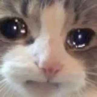 😭 emoji Sadcat Telegram sticker 2 of 16