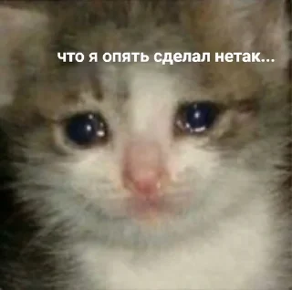 Sticker from SadCat