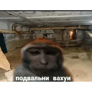 🐵 emoji Больше стиков тут: @stikery4 Telegram sticker 6 of 63