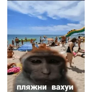 🐵 emoji Больше стиков тут: @stikery4 Telegram sticker 8 of 63