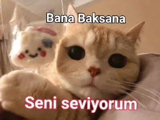 🌟 emoji @Bildiyindeli @DTOUserBot Paketi 1 Telegram sticker 20 of 75