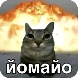 🐱 emoji @EARTH928B <- БОЛЬШЕ Telegram sticker 22 of 45