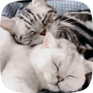 🐱 emoji Больше стиков тут: @stikery4 Telegram sticker 18 of 50