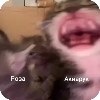 🌟 emoji акиарука🎀 Telegram sticker 6 of 51