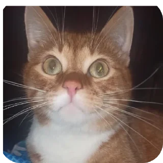 🐱 emoji КОТельная ➡️ @Ctikerubot Telegram sticker 14 of 58