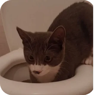 🐱 emoji КОТельная ➡️ @Ctikerubot Telegram sticker 21 of 58