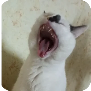 🐶 emoji КОТельная ➡️ @Ctikerubot Telegram sticker 19 of 58