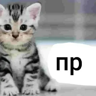 🙈 emoji шенду сдурела ➡️ @Ctikerubot Telegram sticker 7 of 24
