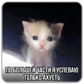 😊 emoji котты @dilonshy @chyatichek Telegram sticker 20 of 87
