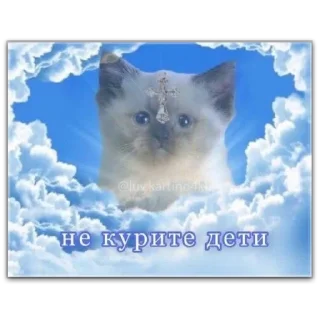 💙 emoji котты @dilonshy @chyatichek Telegram sticker 9 of 87