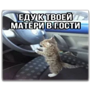 🥧 emoji котты @dilonshy @chyatichek Telegram sticker 22 of 87
