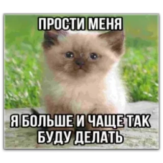 ❤ emoji котты @dilonshy @chyatichek Telegram sticker 23 of 87