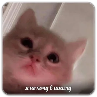 💔 emoji котты @dilonshy @chyatichek Telegram sticker 15 of 87