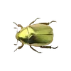 🍐 emoji ⪩⪩ 🧂 ₊₊ ф𝓊сmашк𝒶  。 @scorrall ഒഒ   ➡️ @Ctikerubot Telegram sticker 2 of 21