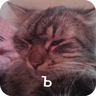 👍 emoji 😺 ➡️ @Ctikerubot Telegram sticker 10 of 34