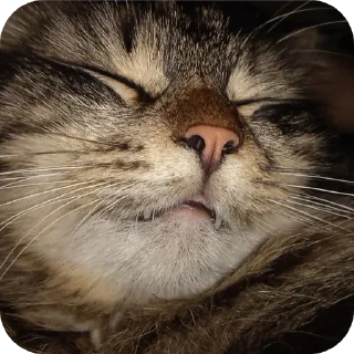 👍 emoji 😺 ➡️ @Ctikerubot Telegram sticker 6 of 34