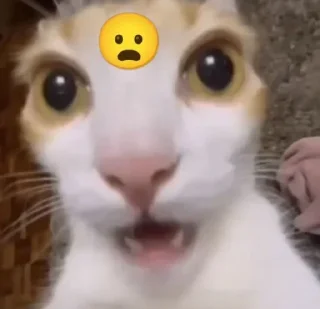 😜 emoji сасанч ➡️ @Ctikerubot Telegram sticker 1 of 31