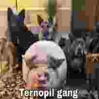👥 emoji ColinConchProse Telegram sticker 18 of 57