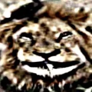 Sticker from лев