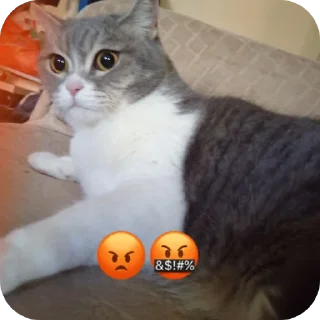 🐱 emoji Фроськаа Telegram sticker 11 of 18