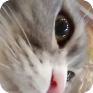 🐱 emoji Фроськаа Telegram sticker 13 of 18