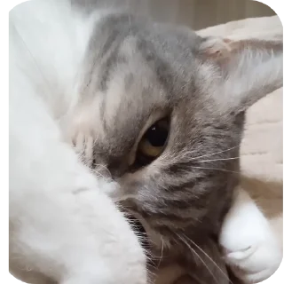 🐱 emoji Фроськаа Telegram sticker 18 of 18