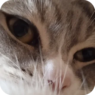 🐱 emoji Фроськаа Telegram sticker 17 of 18
