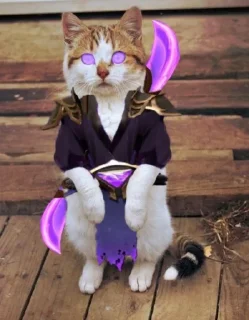 🐱 emoji Defense Of The Cat Telegram sticker 13 of 33