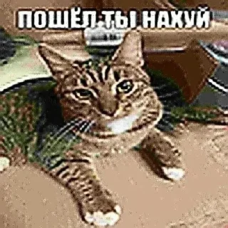 😔 emoji Сборище отборного говна ➡️ @Ctikerubot Telegram sticker 2 of 99