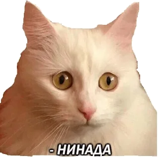 😢 emoji ColinConchProse Telegram sticker 7 of 57