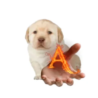 🐶 emoji =Сэбэчка= Telegram sticker 19 of 35