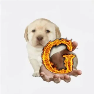 🐶 emoji =Сэбэчка= Telegram sticker 3 of 35