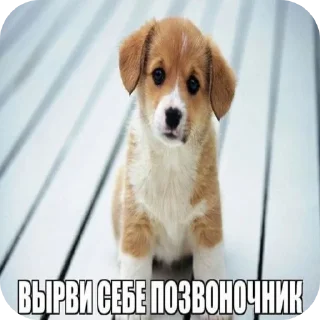 🐶 emoji Имба Telegram sticker 7 of 19