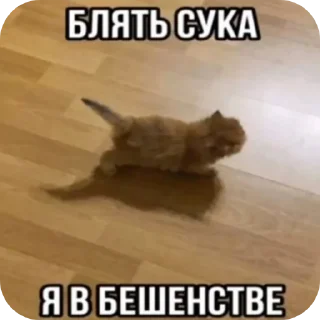 🐱 emoji Имба Telegram sticker 18 of 19