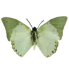 🦋 emoji VPN 👉 @gptVPNrbot Telegram sticker 11 of 200