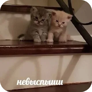 Sticker from Я как котики