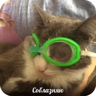 Sticker from Я как котики