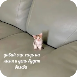 Sticker from Я как котики